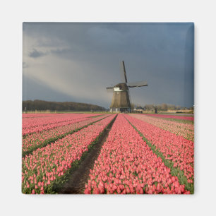 Windmühle mit rosa Tulpen im Frühjahr Magnet
