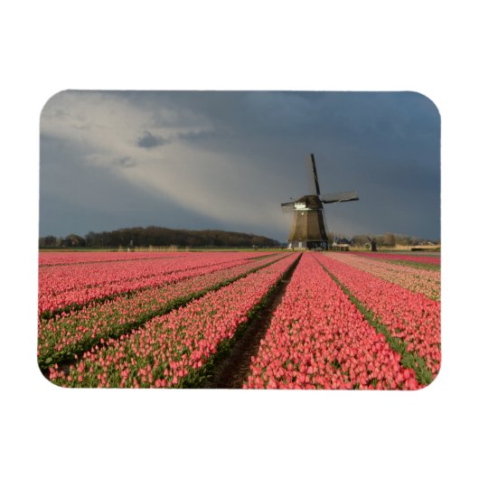 Windmühle mit rosa Tulpen im Frühjahr Magnet (Horizontal)