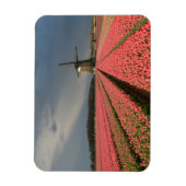 Windmühle mit rosa Tulpen im Frühjahr Magnet (Vertikal)