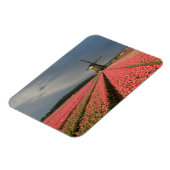 Windmühle mit rosa Tulpen im Frühjahr Magnet (Linke Seite)