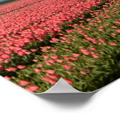 Windmühle mit rosa Tulpen im Frühjahr Poster (Ecke)