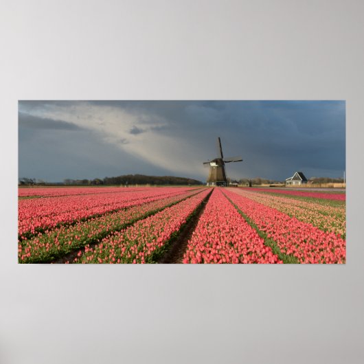Windmühle mit rosa Tulpen im Frühjahr Poster (Vorne)