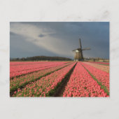 Windmühle mit rosa Tulpen im Frühjahr Postkarte (Vorderseite)