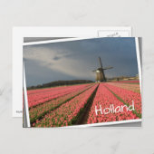 Windmühle mit rosa Tulpen im Frühjahr Postkarte (Vorne/Hinten)