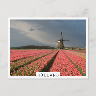 Windmühle mit rosa Tulpen im Frühjahr Postkarte