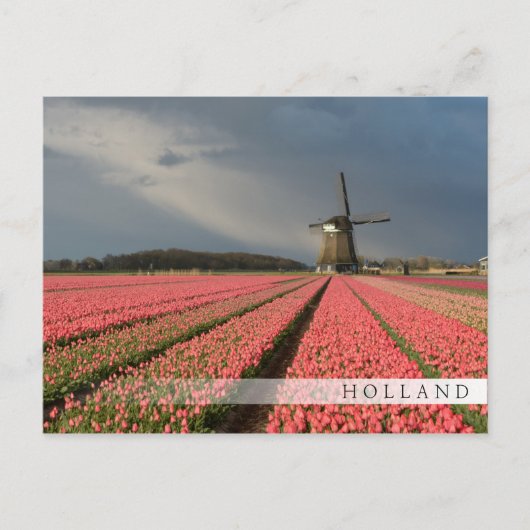 Windmühle mit rosa Tulpen im Frühjahr Postkarte (Vorderseite)