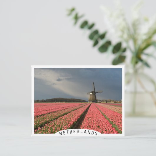 Windmühle mit rosa Tulpen im Frühjahr Postkarte (Stehend Vorderseite)