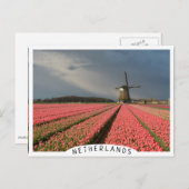 Windmühle mit rosa Tulpen im Frühjahr Postkarte (Vorne/Hinten)