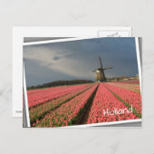 Windmühle mit rosa Tulpen im Frühjahr Postkarte (Vorne/Hinten)