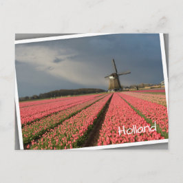 Windmühle mit rosa Tulpen im Frühjahr Postkarte