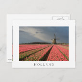 Windmühle mit rosa Tulpen im Frühjahr Postkarte (Vorne/Hinten)