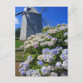 Windmühle und Hydrangeas Cape Cod Postkarte (Vorderseite)