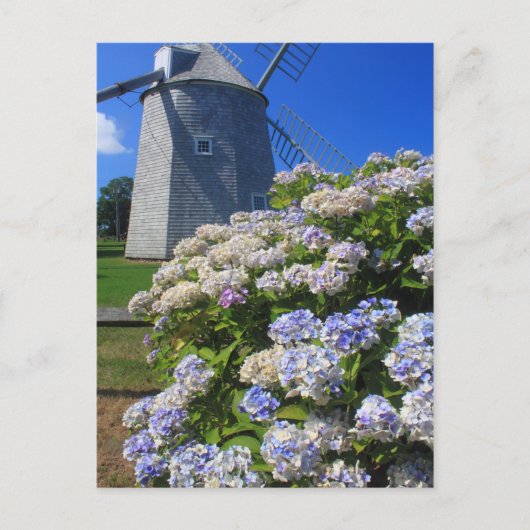 Windmühle und Hydrangeas Cape Cod Postkarte (Vorderseite)