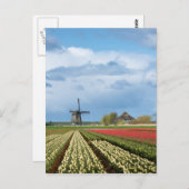 Windmühle und Tulpen - Landschaftliche Postkarte (Vorne/Hinten)