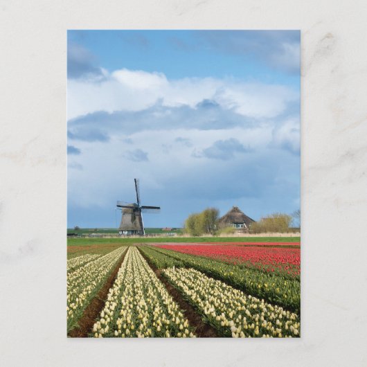 Windmühle und Tulpen - Landschaftliche Postkarte (Vorderseite)