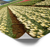 Windmühle und Tulpen Poster (Ecke)