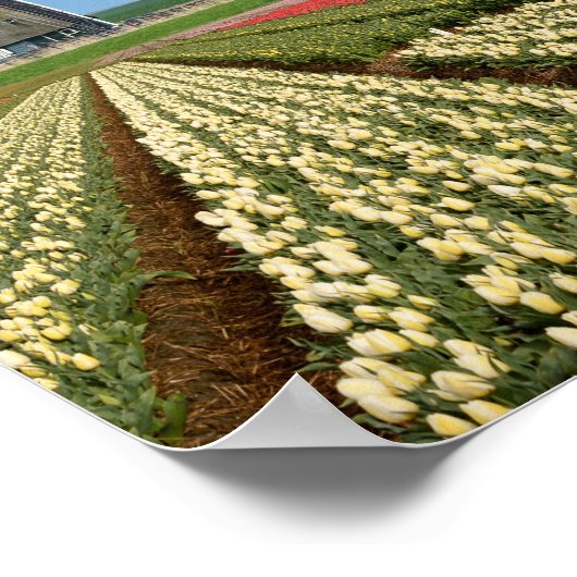 Windmühle und Tulpen Poster (Ecke)