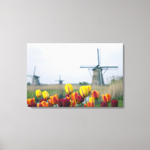 Windmühlen und Tulpen am Kanal in Leinwanddruck