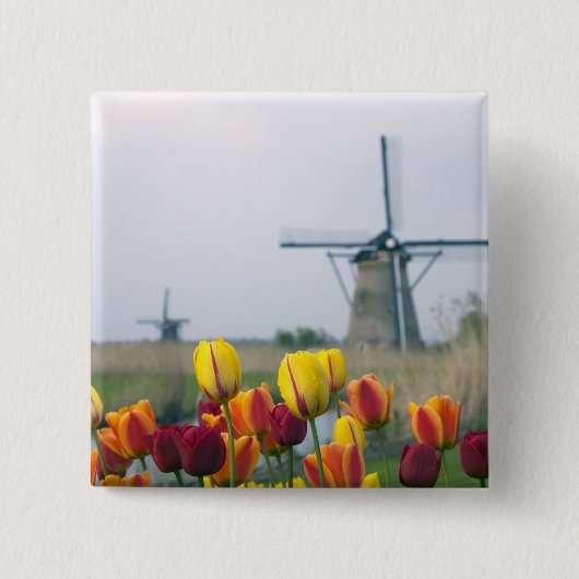 Windmühlen und Tulpen entlang des Kanals in Button (Vorderseite)