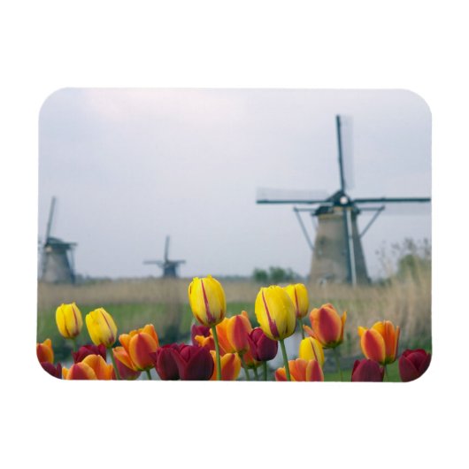 Windmühlen und Tulpen entlang des Kanals in Magnet (Horizontal)