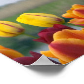 Windmühlen und Tulpen entlang des Kanals in Poster (Ecke)