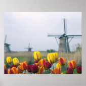Windmühlen und Tulpen entlang des Kanals in Poster (Vorne)