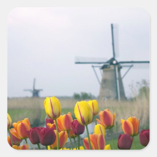 Windmühlen und Tulpen entlang des Kanals in Quadratischer Aufkleber (Vorderseite)