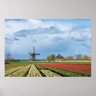 Windmühlen- und Tulpenlandschaftsposter-Druck Poster