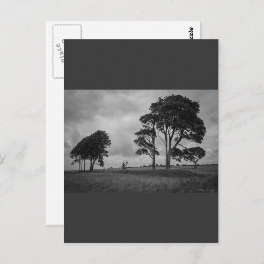 WindSwept Trees Postkarte (Vorne/Hinten)