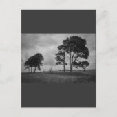 WindSwept Trees Postkarte (Vorderseite)