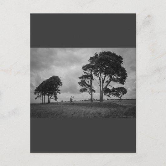 WindSwept Trees Postkarte (Vorderseite)