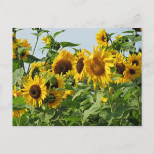 Windy Sonnenblumen Postkarte