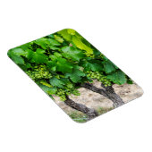 Wine Grapes Growing, Frankreich Magnet (Rechte Seite)