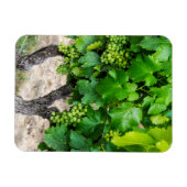 Wine Grapes Growing, Frankreich Magnet (Horizontal)