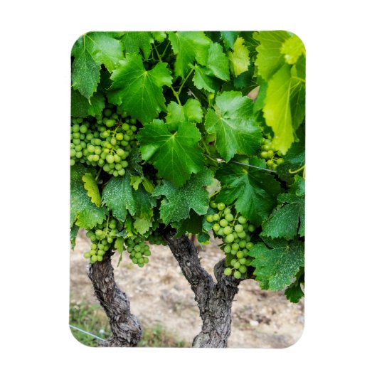 Wine Grapes Growing, Frankreich Magnet (Vertikal)