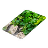Wine Grapes Growing, Frankreich Magnet (Linke Seite)