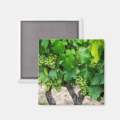 Wine Grapes Growing, Frankreich Magnet (Vorderseite/Rückseite)