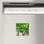 Wine Grapes Growing, Frankreich Magnet (In Situ (Geschirrspüler))