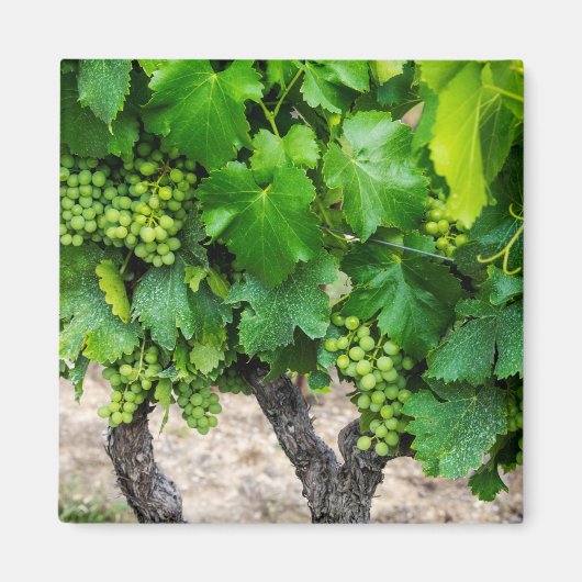 Wine Grapes Growing, Frankreich Magnet (Vorne)