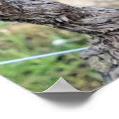 Wine Grapes Growing, Frankreich Poster (Ecke)