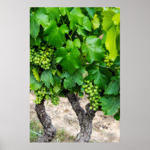 Wine Grapes Growing, Frankreich Poster