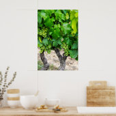 Wine Grapes Growing, Frankreich Poster (Küche)