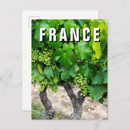 Wine Grapes Growing, Frankreich Postkarte (Vorne/Hinten)