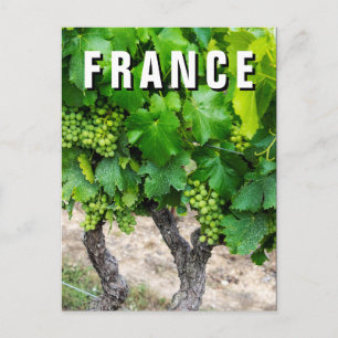 Wine Grapes Growing, Frankreich Postkarte