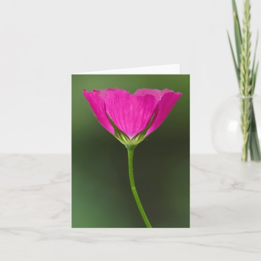 Winecup Wildblume Notecards Karte (Vorderseite)