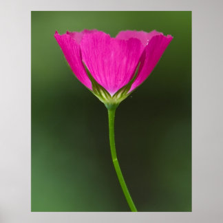 Winecup-Wildblume Poster