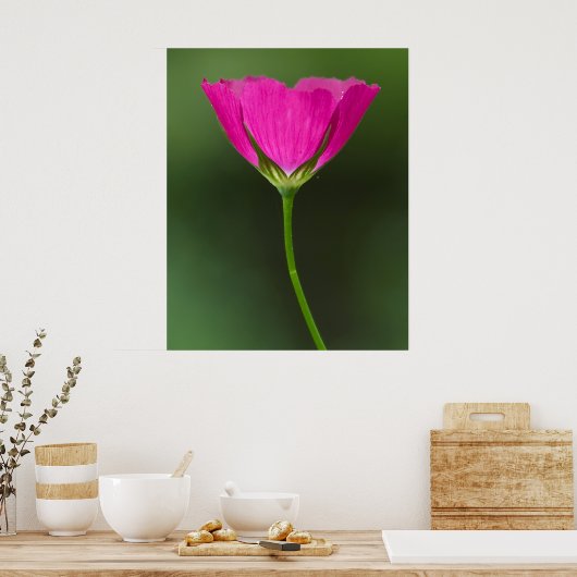 Winecup-Wildblume Poster (Küche)