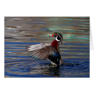 Wing Flapping Wood Duck