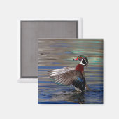 Wing Flapping Wood Duck Magnet (Vorderseite/Rückseite)