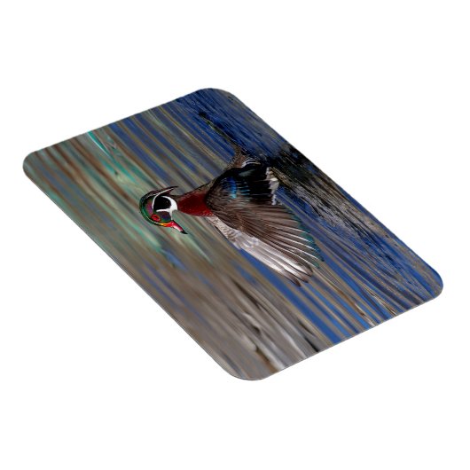 Wing Flapping Wood Duck Magnet (Rechte Seite)